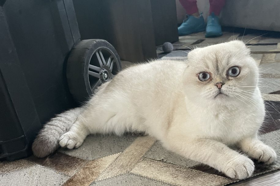 Cat mobile vet care in San Diego, CA