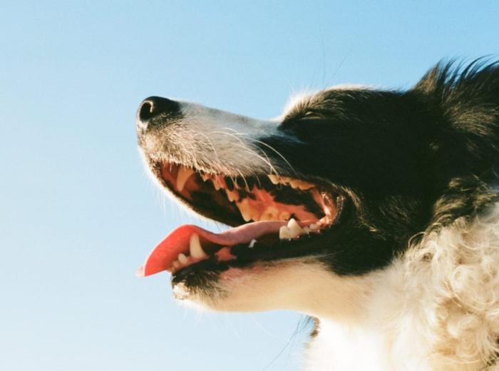 At-Home Dental Care Options for Pets