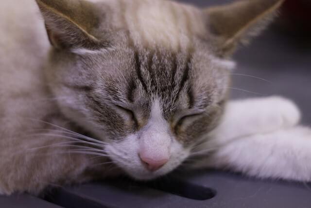 Compassionate In-Home Pet Euthanasia